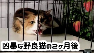 [問題] 想養貓心態是否不正確