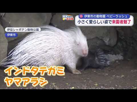 YouTube Video 伊豆シャボテン動物公園でベビーラッシュ　ワオキツネザル、インドタテガミヤマアラシ、プレーリードッグ