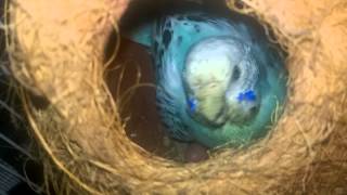 Parakeet screaming to protect her chicks