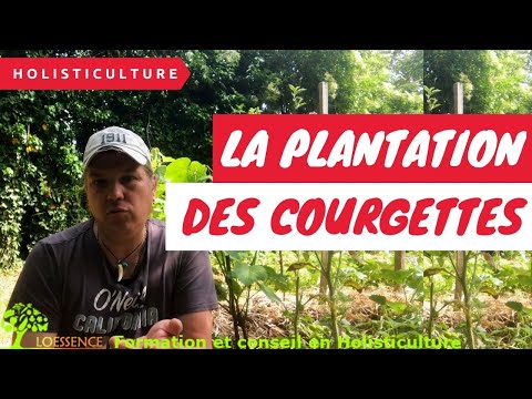, title : 'Plantation de la courgette facile'