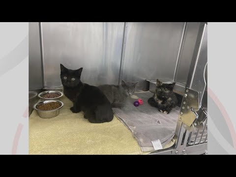 Tuscarawas Craigslist Pets