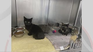 Tuscarawas County Sheriff's Office searching for suspect who dropped off cats