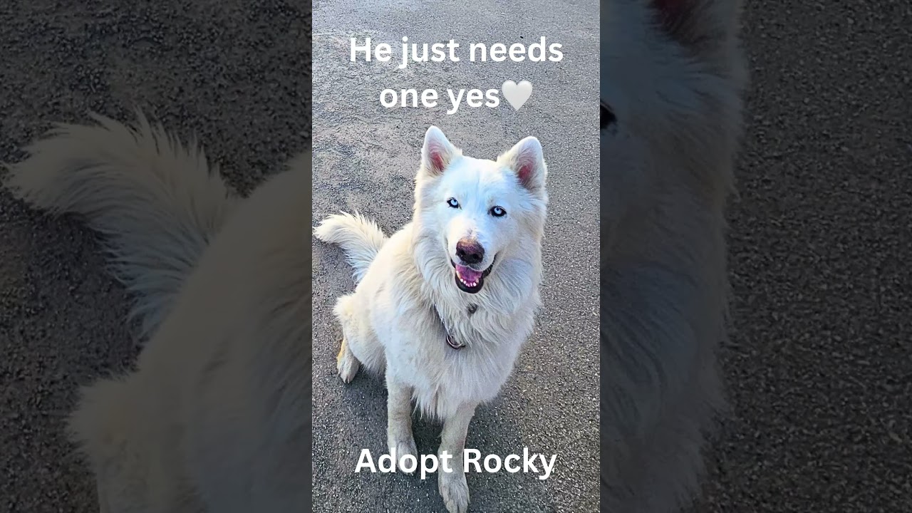 Enlarge Gorgeous Rocky! , a ADOPTABLE mixed breed in Santa Barbara, CA video 2/6
