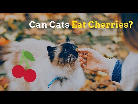 Can Cats Eat Cherries | Is This Fruit Good for Your Kitten