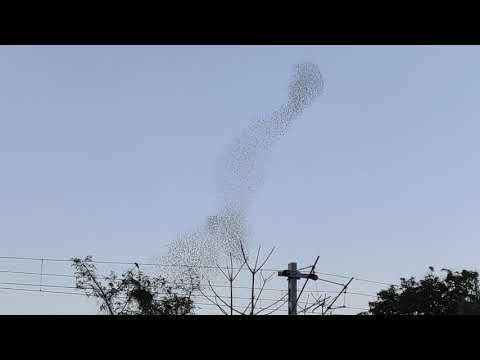 Devine music by Nature - Murmuration