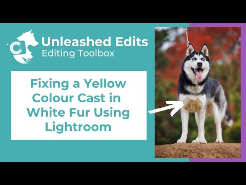 Dog Photography Editing Toolbox: Fixing a Yellow Colour Cast in White Fur using Masking in Lightroom