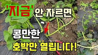 단호박 순치기, 지금 안자르면 순만 무성하고 콩만한 호박이 열립니다 #단호박키우기 #단호박순치기