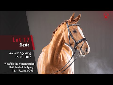 Trainingsvideo Winterauktion Lot 17 Siesta Wallach v. Sir Heinrich - Welt Hit I