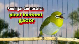 Download lagu Pasti Nyaut‼️Suara Burung PLECI GACOR Suara Ngalas Nembak Memanggil Lawan mp3 Download lagu Pasti Nyaut‼️Suara Burung PLECI GACOR Suara Ngalas Nembak Memanggil Lawan mp3