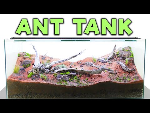 How to Build an Ant Farm | Natural Formicarium