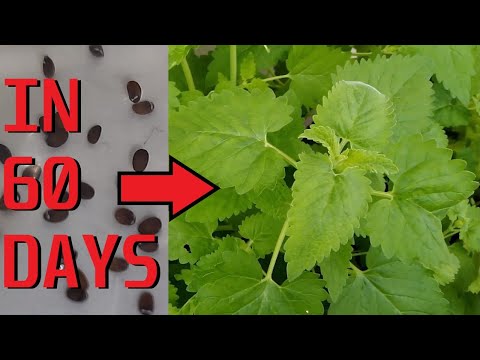 Growing Catnip from seed in containers