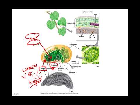 Ch 10 Overview, BIO105 Introductory Biology, David Champlin, USM
