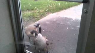 Canada Goose attack and doing some real crazy sh*t