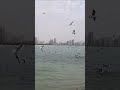 Lots Of Seagulls In Mamzer Beach Dubai Shorts Seagull