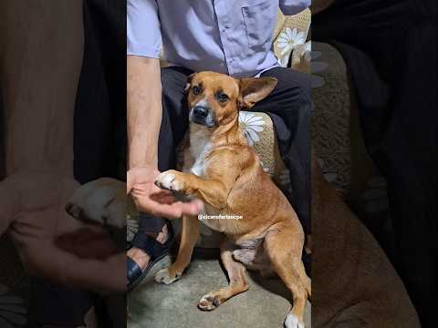 Cortês Pernambuco,meu amigo,Toby!