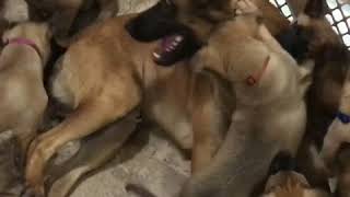 Video preview image #1 Belgian Malinois Puppy For Sale in HOLLYWOOD, AL, USA