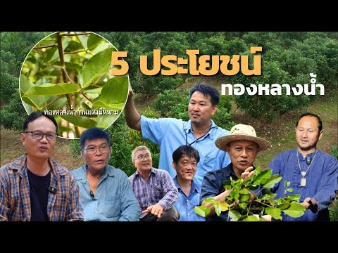 ทองหลางน้ำอาวุธลับเกษตรกรไทย//โดย อ.วิโรจน์ ,พี่นพดล ,พี่มด ,พี่โชคดี ,พี่พระรถ ,พี่นที และพี่ชัดเจน