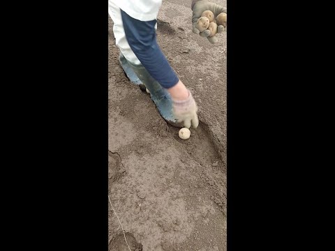  2023 年のジャガイモの植え付け時期は?それらをどのように選択すればよいでしょうか?正しく行うための簡単なヒント!  庭園