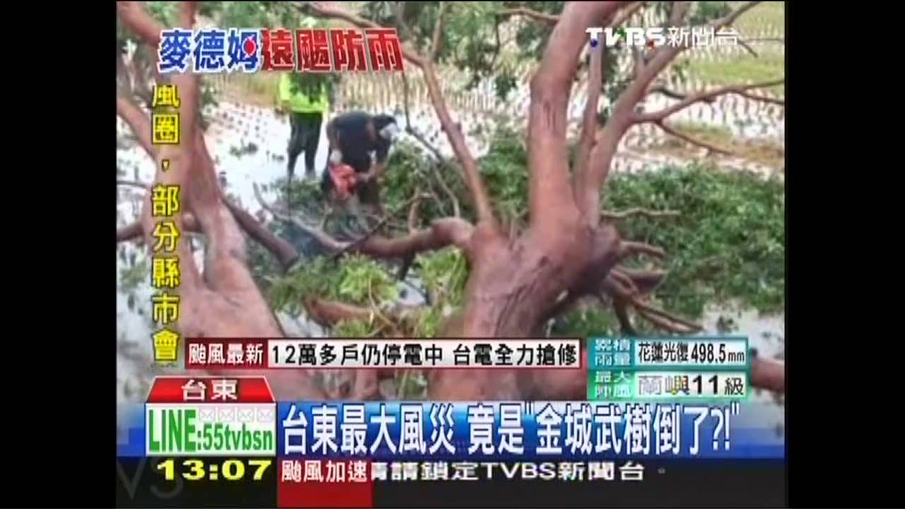 麥德姆撲台/池上金雞母倒了 縣長指示「全力救樹」