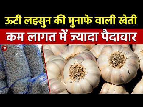 10 Kg Fresh Garlic