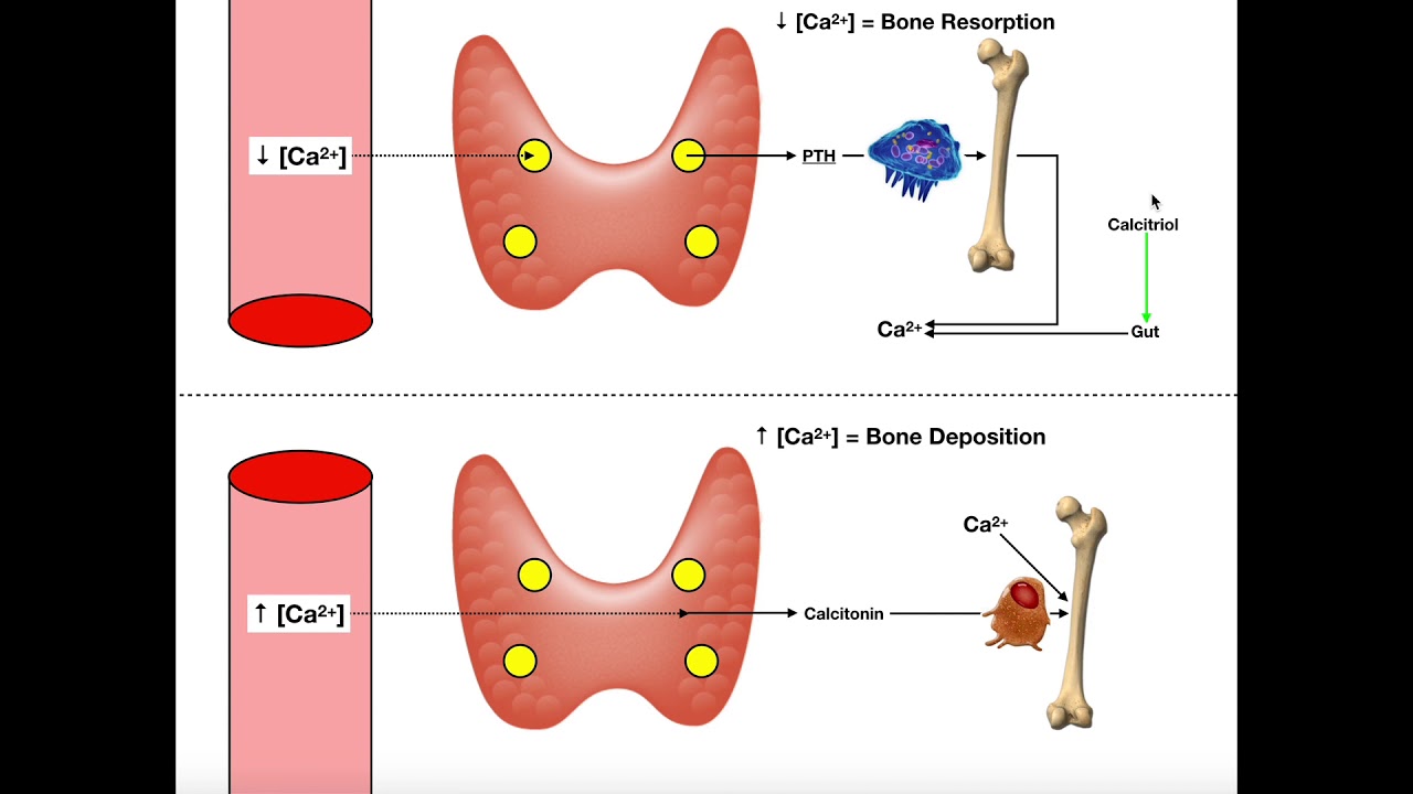 Regulation of Blood Calcium via PTH and Calcitonin