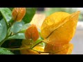 Yellow Gold Bougainvillea From My Garden 🍂 | Go Nature!