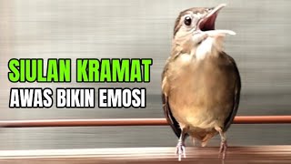 Download lagu SUARA PANCINGAN KAPAS TEMBAK SIULAN BESET ‼️NAIKAN EMOSI BUNYI mp3