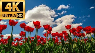 Skagit Tulip Festival at RoozenGaarde 20170421 4K UHD
