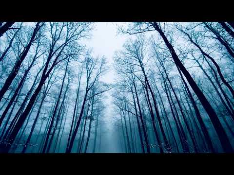 relaxing video silence in the forest