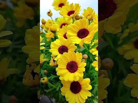 Beautiful flowers #music #song #flowers #garden #trending #short #youtubeshorts @Samina-k5c