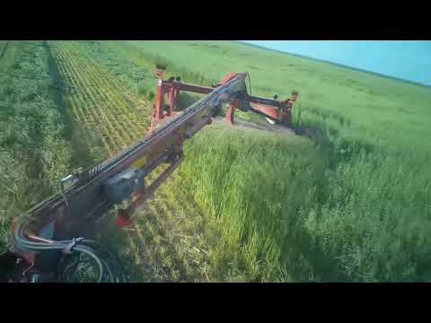 Cutting  No tilled New seeding oats and Alfalfa Field