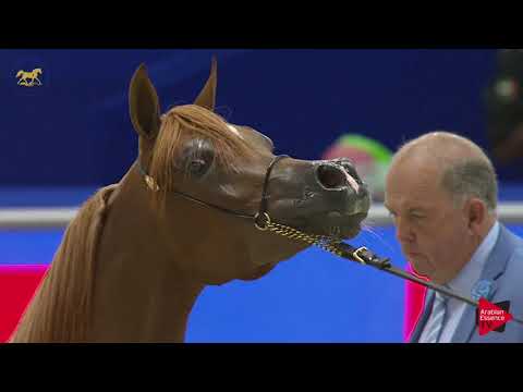 N 24 D SHAMKHAH   Dubai 2019   Yearling Fillies section A