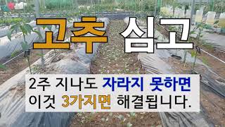 고추 심고 2주 지나도 자라지 못하면 이것 3가지면 해결됩니다. #주말농장 고추 가꾸기.