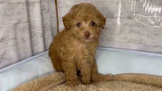 トイプードルの動画01