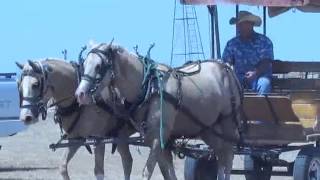 preview picture of video 'Gorgeous Palomino Driving Team'