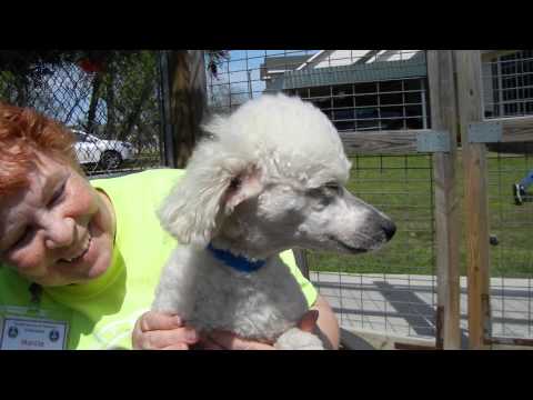 Vance, an adopted Poodle in Houston, TX_image-1