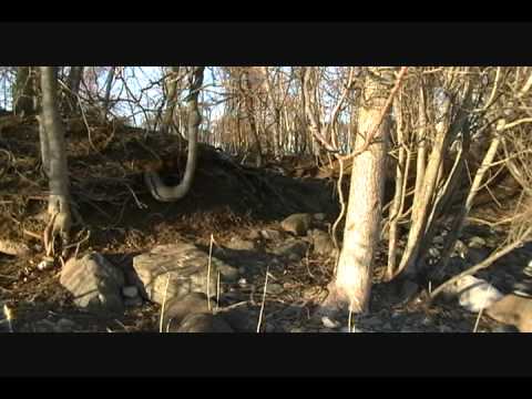 Charles Island Video 1