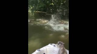 faze tari sare din copac in apa