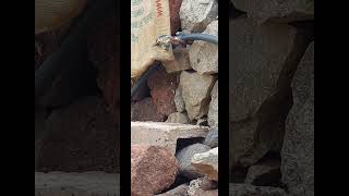 Download lagu North African Blue Tit! #gardening #bluetit mp3