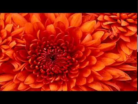 Conjunto Los Médicos . Es ya tarde