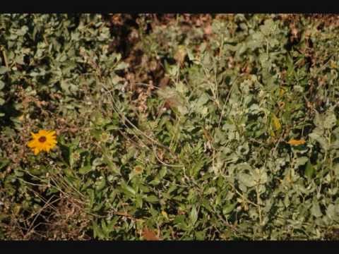 Jaha Zainabu-Simple Like A Daisy