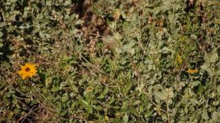 Jaha Zainabu-Simple Like A Daisy