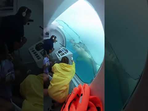 We Survived a Shark Attack Underwater!