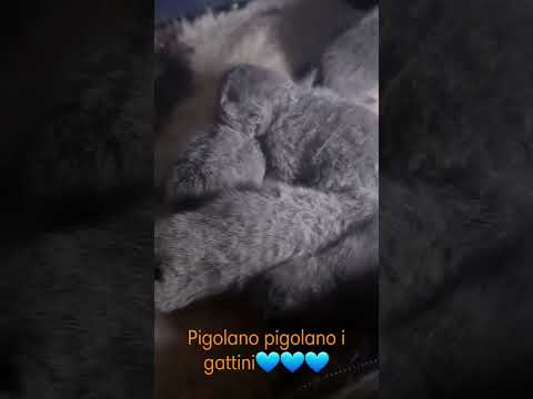 Vendita British shorthair cuccioli blue
