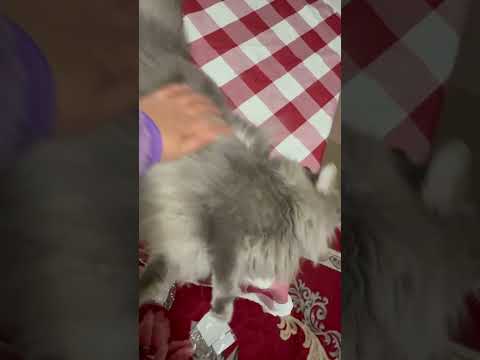 My loving manika.Happy to see her mom #australia #cat #cats #kitty #catmom #perth #catlovers #kitten