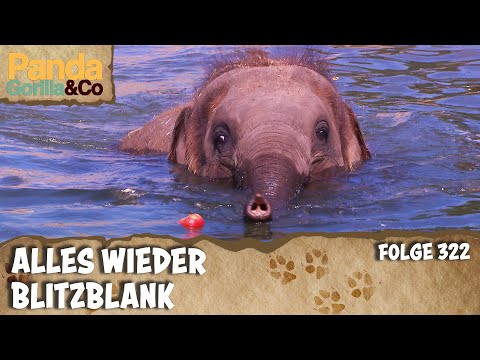 Putztag bei den Elefanten| Panda, Gorilla & Co.