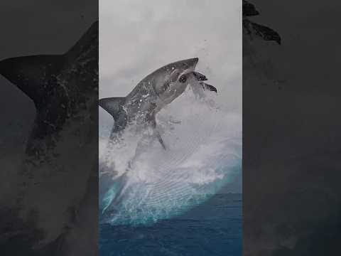 A Great White Shark Narrowly Escaped Being Eaten by Humpback Whales #whiteshark #humpback #whales