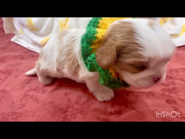 (子犬) 犬種：キング・チャールズ・スパニエル 男の子 ブリーダー (株)ドッグファーム比企 k3239の画像