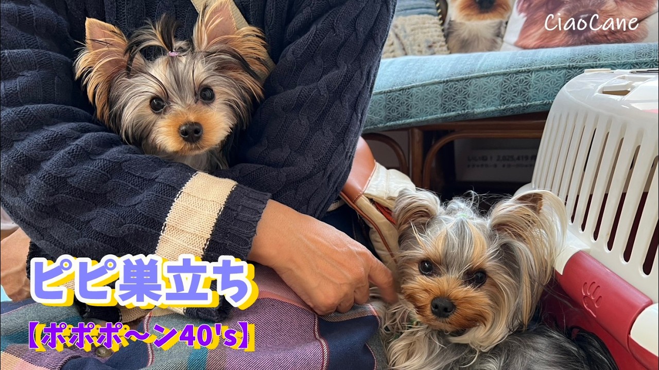 ピピ巣立ち【チャオカーネ】