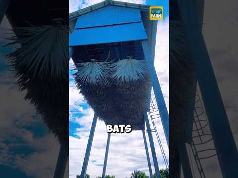 Why do Vietnamese people raise bats? #bats #shorts